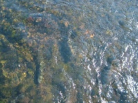 Green River, UT Fishing Report