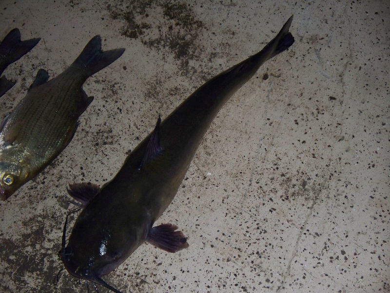 channel catfish near Russell Municipal Airport