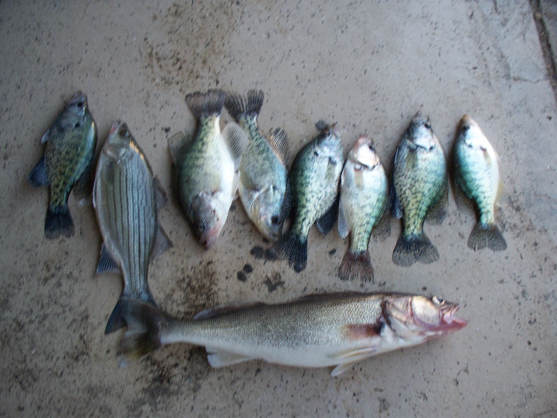 lots of fish/crappie, walleye, wiper near Brownell