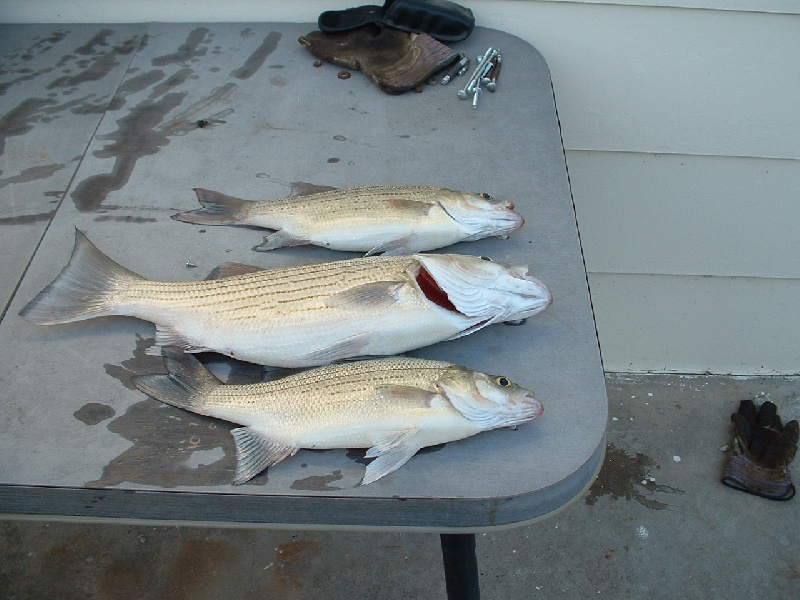 fish near Bogue