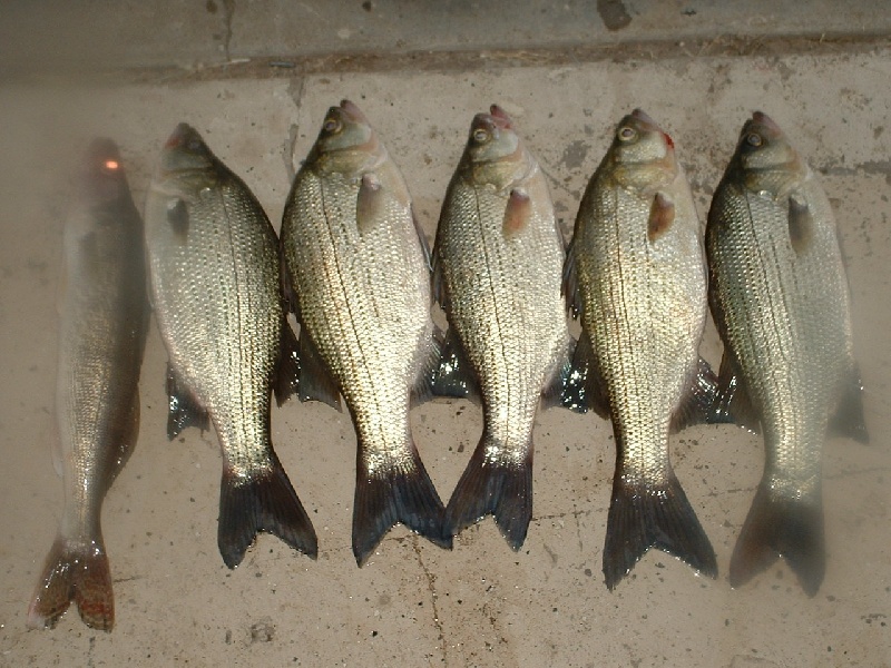 small mouth bass near Gorham