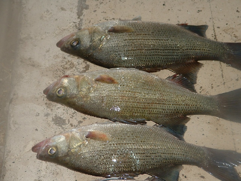 Wilson lake, Kansas Fishing Report KS Fish Finder