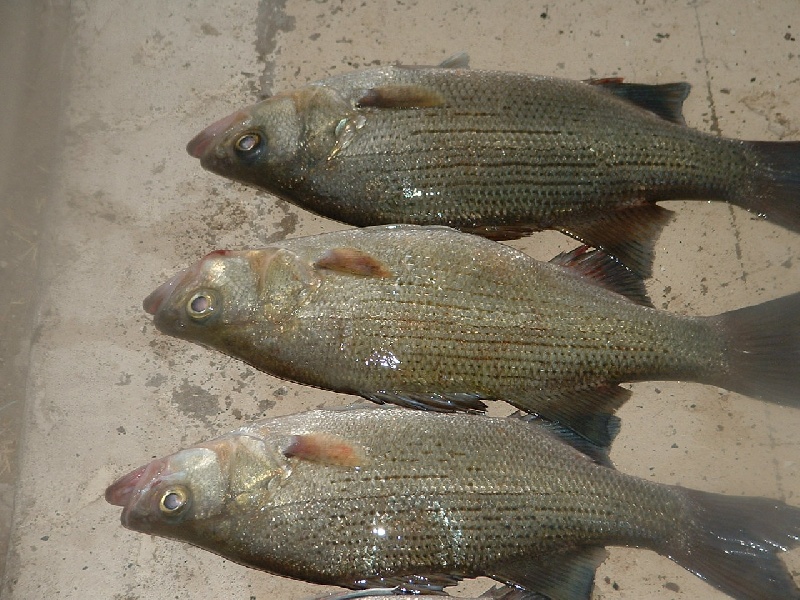 white bass near Russell