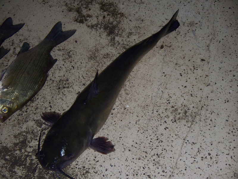 channel catfish near Paradise