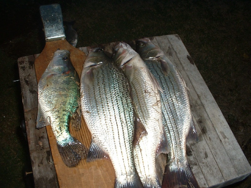 wiper, white bass, crappie near McCracken