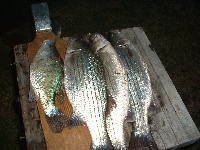 cedar bluff fishing