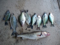 cedar bluff Fishing Report