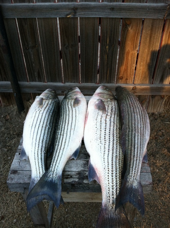 striper near Hunter