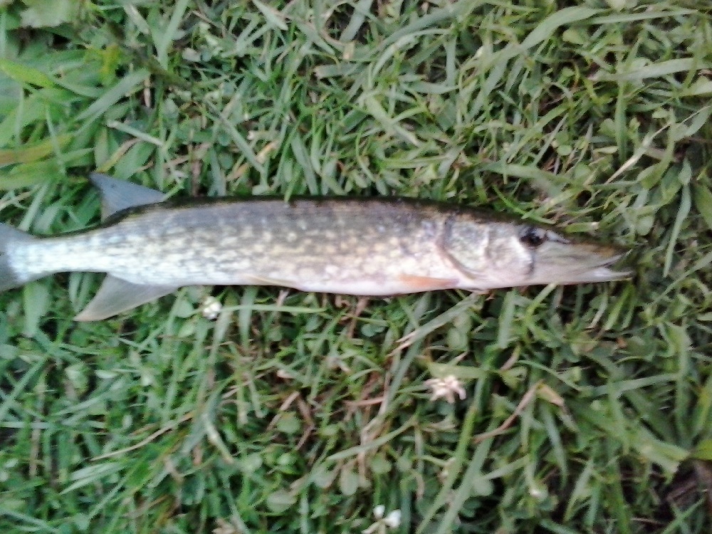 Chain Pickerel